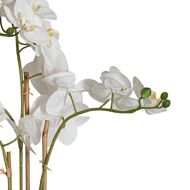 Classic Potted Phalaenopsis Orchid Real Touch White (60cmH)