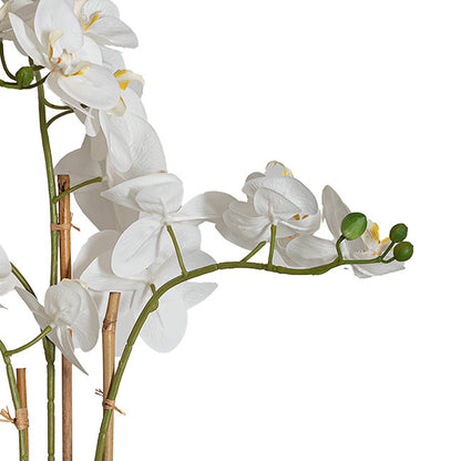 Classic Potted Phalaenopsis Orchid Real Touch White (60cmH)