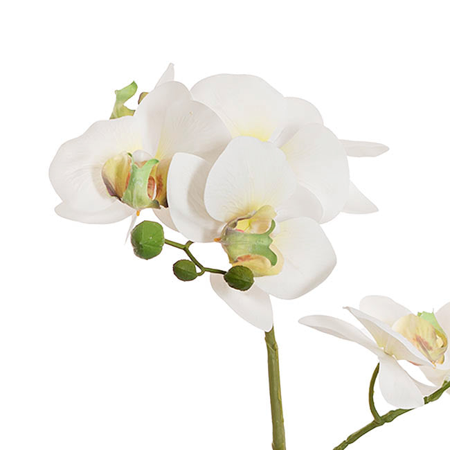 Phalaenopsis Orchid Potted 2 Stem Real Touch White (40cmH)