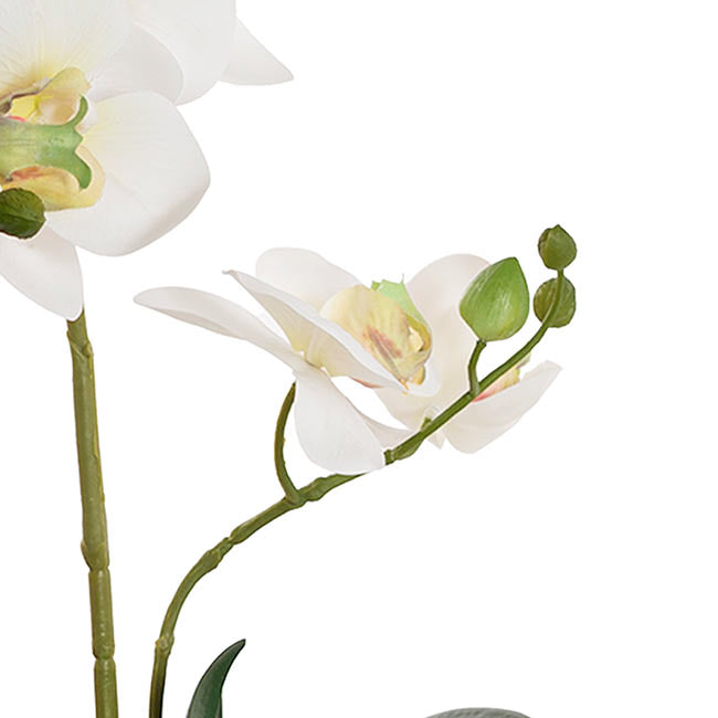 Phalaenopsis Orchid Potted 2 Stem Real Touch White (40cmH)