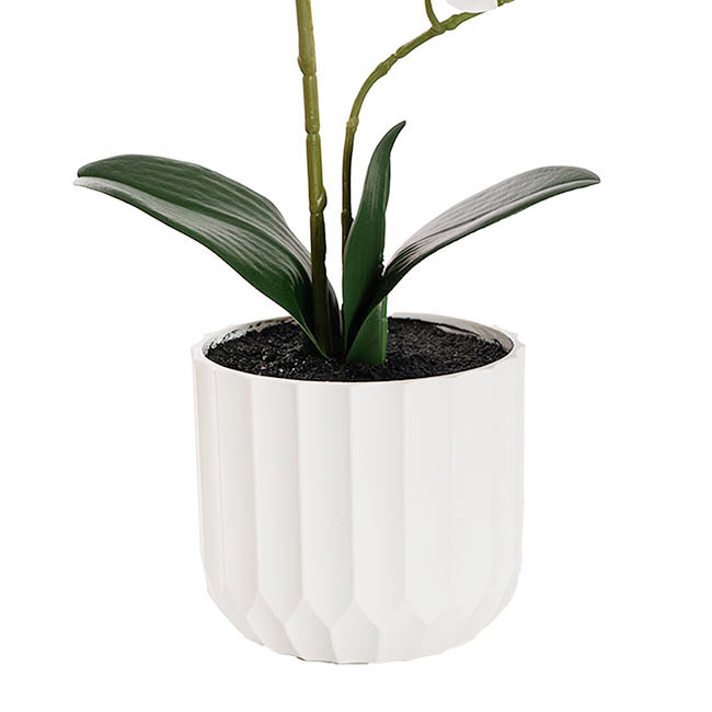 Phalaenopsis Orchid Potted 2 Stem Real Touch White (40cmH)