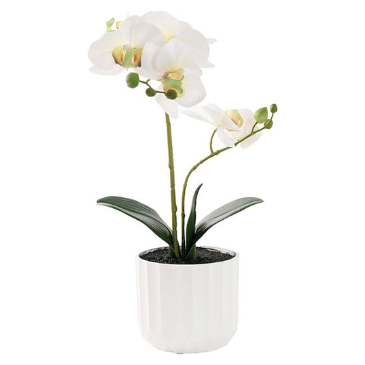 Phalaenopsis Orchid Potted 2 Stem Real Touch White (40cmH)