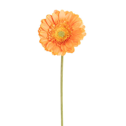Gerbera Revolution Stem Apricot (13cmDx65cmH)