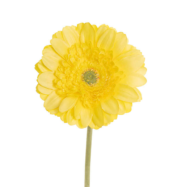 Gerbera Revolution Stem Yellow (13cmDx65cmH)