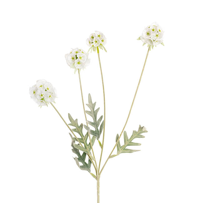 Scabiosa Spray x 4 Heads Green White (60cmH)