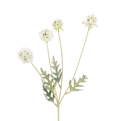 Scabiosa Spray x 4 Heads Green White (60cmH)