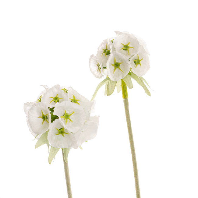 Scabiosa Spray x 4 Heads Green White (60cmH)