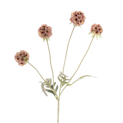 Scabiosa Spray x 4 Heads Mocha Mousse (60cmH)