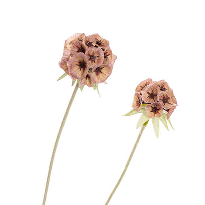 Scabiosa Spray x 4 Heads Mocha Mousse (60cmH)