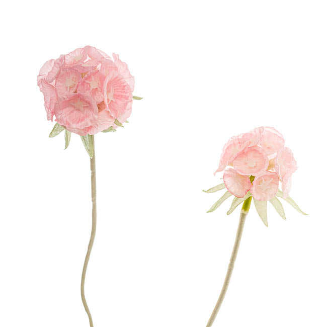 Scabiosa Spray x 4 Heads Pink (60cmH)
