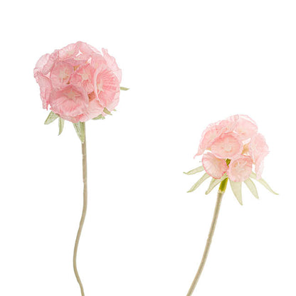 Scabiosa Spray x 4 Heads Pink (60cmH)