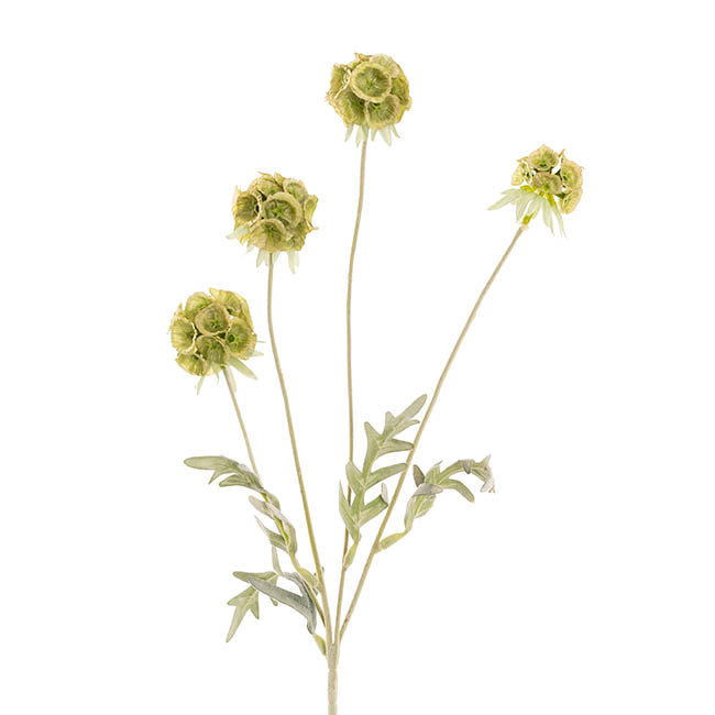 Scabiosa Spray x 4 Heads Soft Green (60cmH)