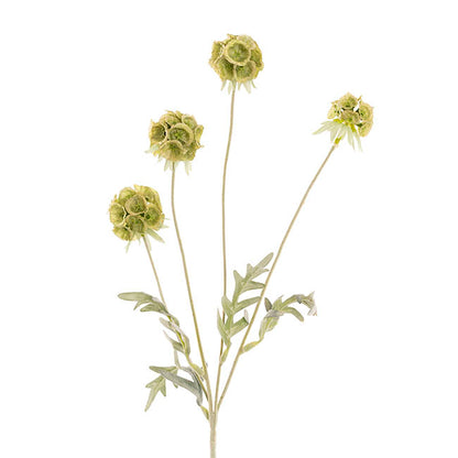 Scabiosa Spray x 4 Heads Soft Green (60cmH)