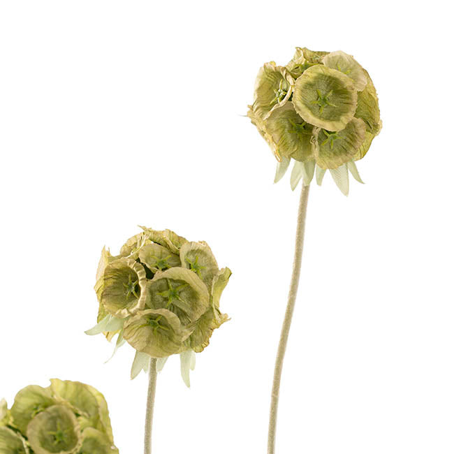 Scabiosa Spray x 4 Heads Soft Green (60cmH)