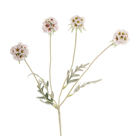 Scabiosa Spray x 4 Heads White (60cmH)
