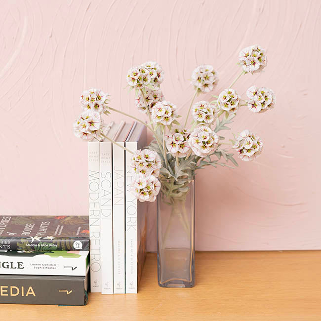 Scabiosa Spray x 4 Heads White (60cmH)