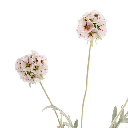 Scabiosa Spray x 4 Heads White (60cmH)
