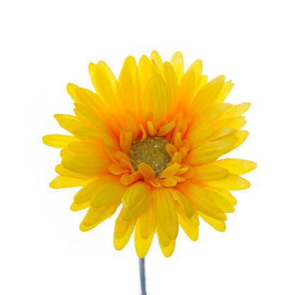 Gerbera Aztec Bright Yellow (10cmDx54cmH)