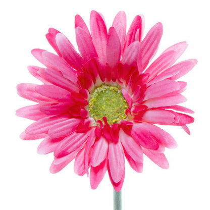 Gerbera Aztec Hot Pink (10cmDx54cmH)