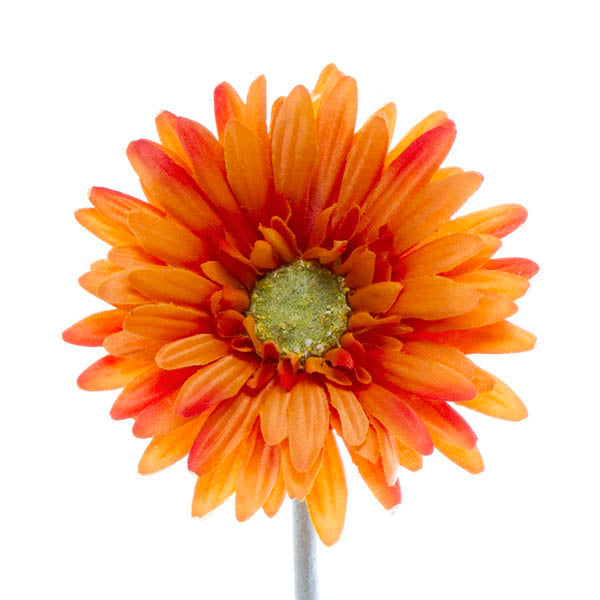 Gerbera Aztec Orange (10cmDx54cmH)