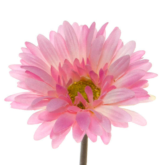 Gerbera Aztec Pink (10cmDx54cmH)
