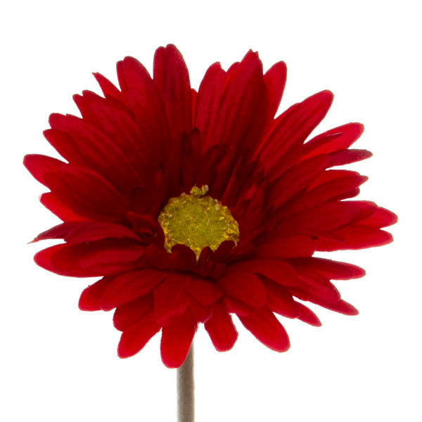 Gerbera Aztec Red (10cmDx54cmH)