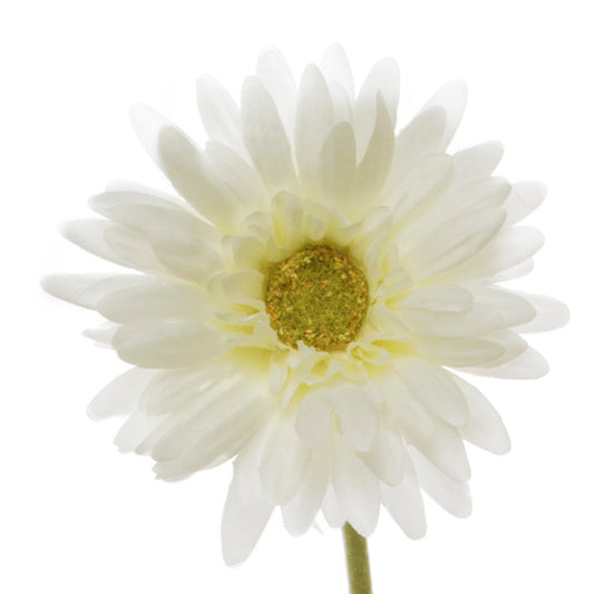 Gerbera Aztec White (10cmDx54cmH)