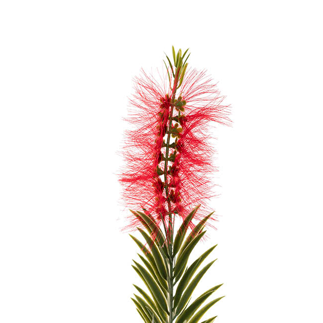 Australian Bottle Brush Real Touch x3 Head Spray Red (72cmH)