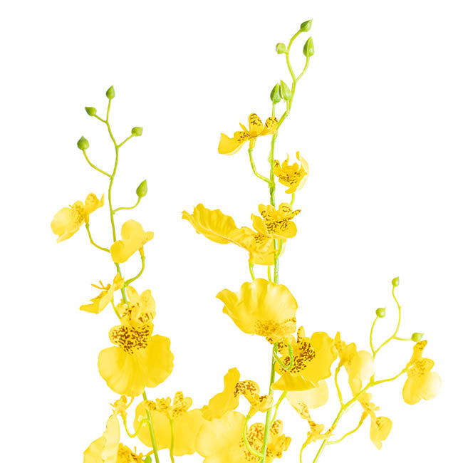 Dancing Lady Orchid Yellow (89cmH)