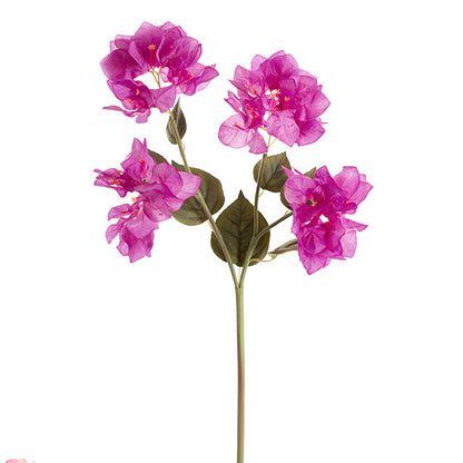 Bougainvillea Spray Purple (70cmH)
