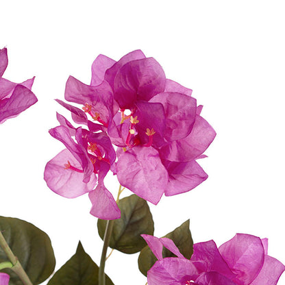 Bougainvillea Spray Purple (70cmH)