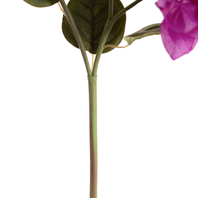 Bougainvillea Spray Purple (70cmH)