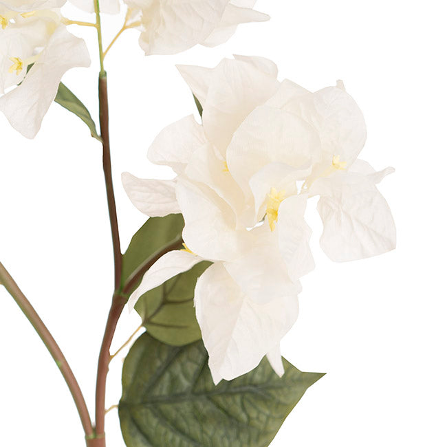 Bougainvillea Spray White (70cmH)
