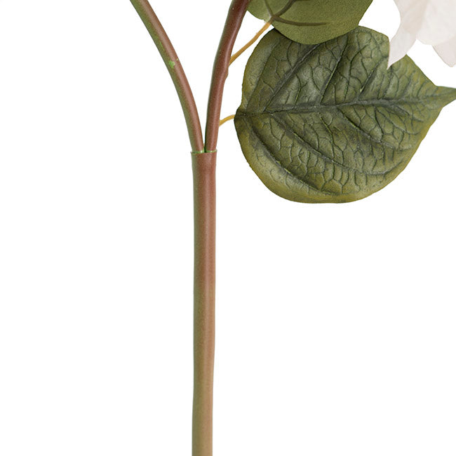 Bougainvillea Spray White (70cmH)