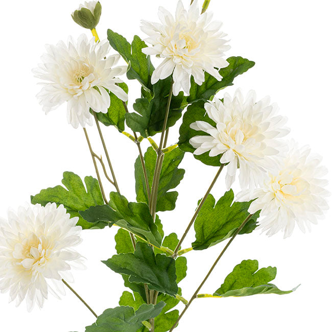 Chrysanthemum x 7 Head Spray White (83cmH)