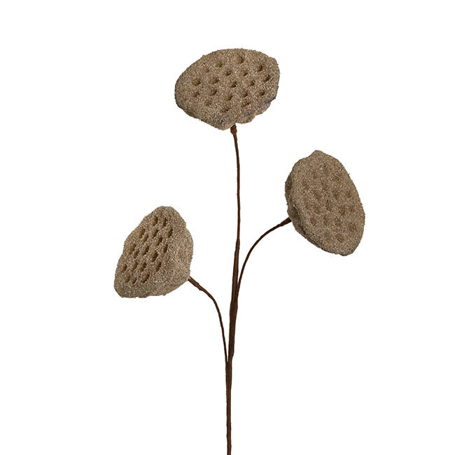 Lotus Pod Spray Brown (63cmH)