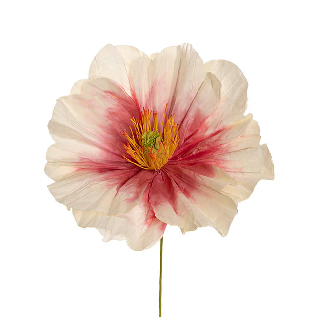 Large Heirloom Paper Rose Stem Cream Hot Pink (37cmDx80cmH)