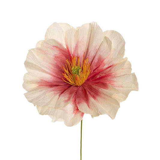 Large Heirloom Paper Rose Stem Cream Hot Pink (37cmDx80cmH)