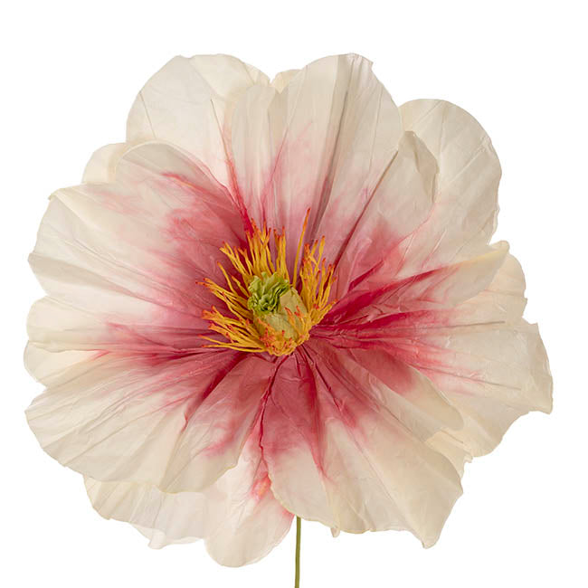 Large Heirloom Paper Rose Stem Cream Hot Pink (37cmDx80cmH)