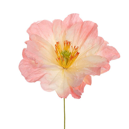 Large Heirloom Paper Rose Stem Soft Pink (37cmDx80cmH)