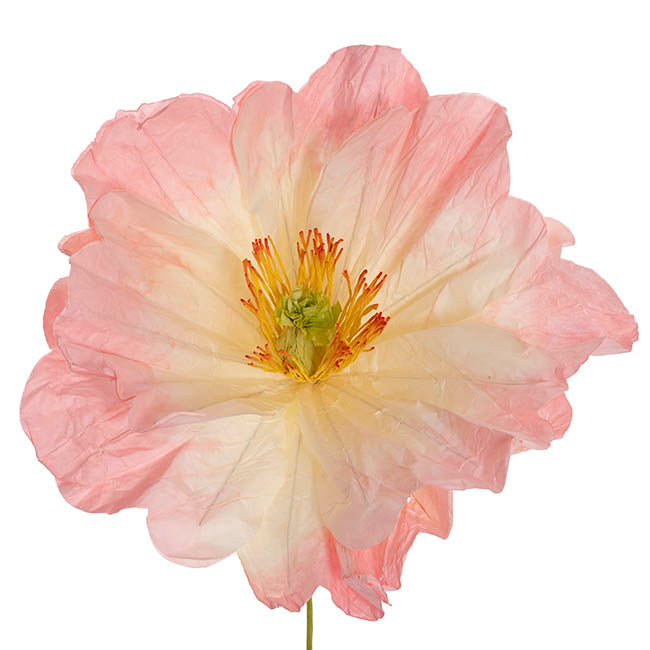 Large Heirloom Paper Rose Stem Soft Pink (37cmDx80cmH)