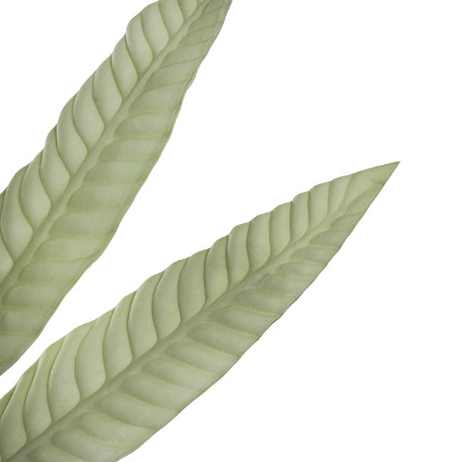 Hart's Tongue Fern Leaf Spray Ombre Green (80cmH)