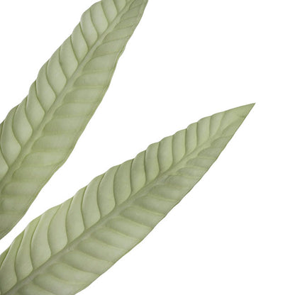 Hart's Tongue Fern Leaf Spray Ombre Green (80cmH)