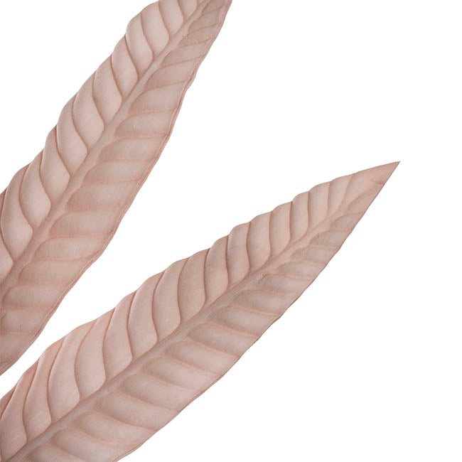 Hart's Tongue Fern Leaf Spray Powder Pink (80cmH)