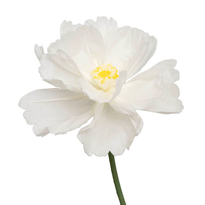 Giant Paper Cosmos w Base Set 3 White (130cmH)