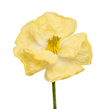 Large Paper Poppy Stem Yellow (25cmDx115cmH)