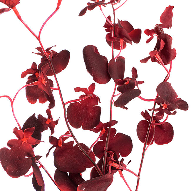 Dancing Lady Orchid Burgundy (81cmH)