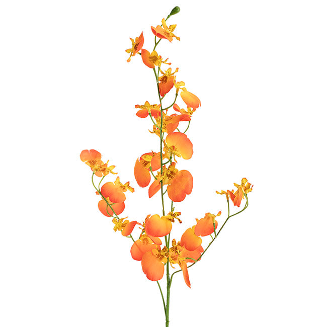 Dancing Lady Orchid Peach (81cmH)