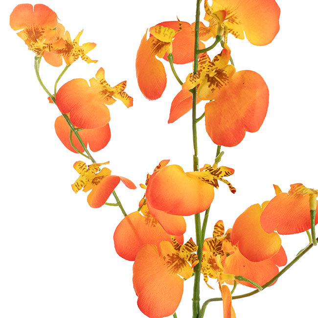 Dancing Lady Orchid Peach (81cmH)