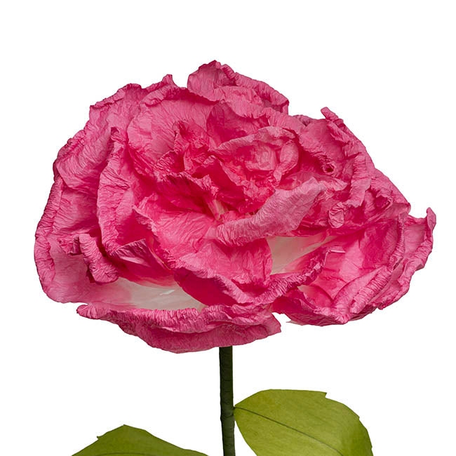 Large Paper Rose Stem Fuchsia (30cmDx125cmH)